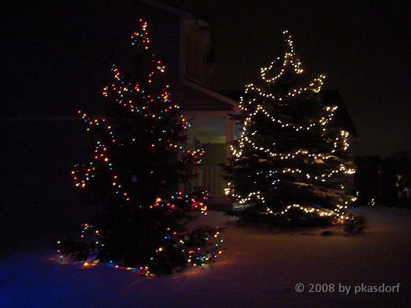 022 A2 Snowfall & Trees [2008 Dec 20].JPG - Our Christmas Trees for 2008.